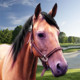 Virtual Horse Run Icon Image