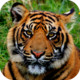 Tiger Wallpapers New Icon Image