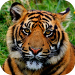 Tiger Wallpapers New