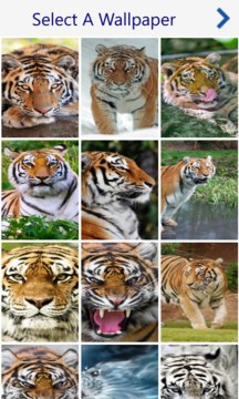 Tiger Wallpapers New Screenshot Image