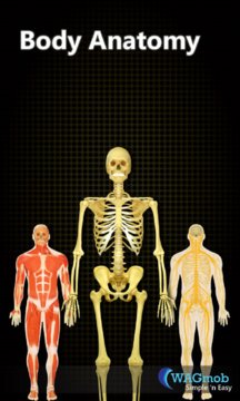 Human Body Anatomy Screenshot Image
