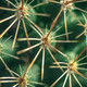 Cactus Wallpaper Icon Image