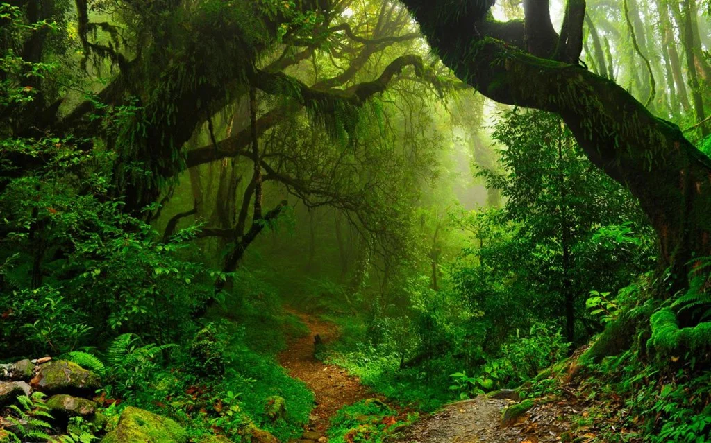 Amazon Rainforest Screenshot Image #3