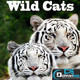 Wild Cats Wallpaper Icon Image