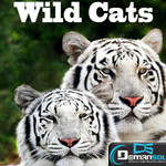 Wild Cats Wallpaper Image