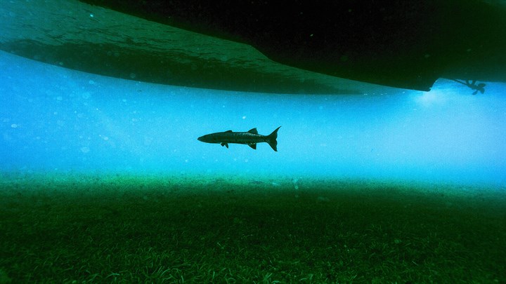 National Geographic Underwater Premium Image