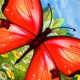 MagicalButterfly for Windows Phone