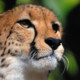 Cheetah Wallpapers Lite Icon Image