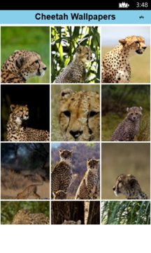 Cheetah Wallpapers Lite Screenshot Image