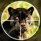 Black Panther Shooter 3D Icon Image