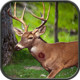 Jungle Animal Hunter for Windows Phone