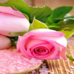 Rose Flowers Image