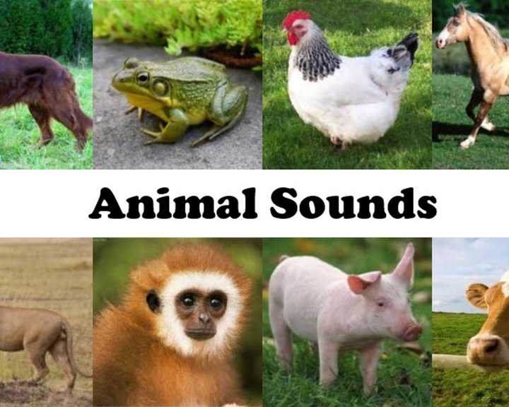 Animal Sounds Image
