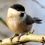 Tweeter Bird Sounds Image