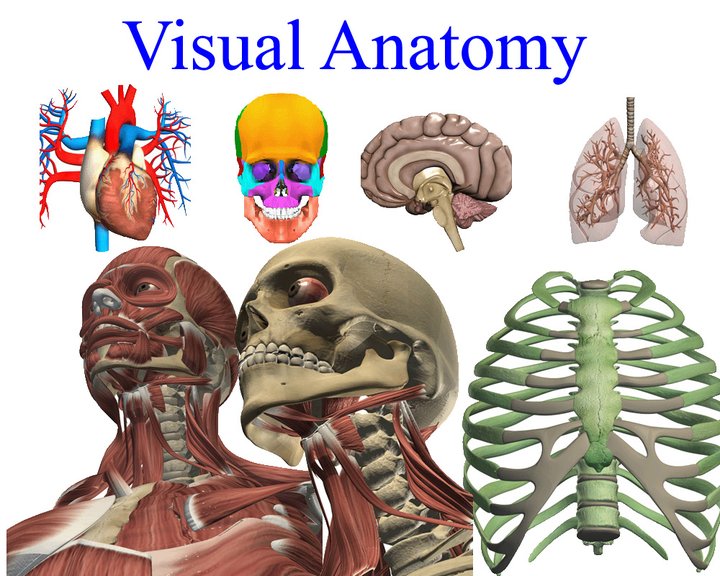 Visual Anatomy Image