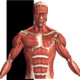 Visual Anatomy Icon Image