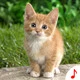 Cat Sounds - Cool Animal Ringtones Icon Image