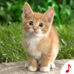 Cat Sounds - Cool Animal Ringtones