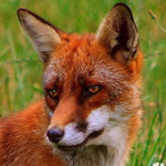 Fox & Hounds Image
