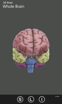 3D Brain Screenshot Image