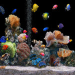 Aquarium Wallpapers Image