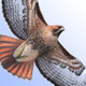 Sibley Birds of North America Icon Image