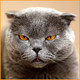 Funny Cat Wallpapers Icon Image