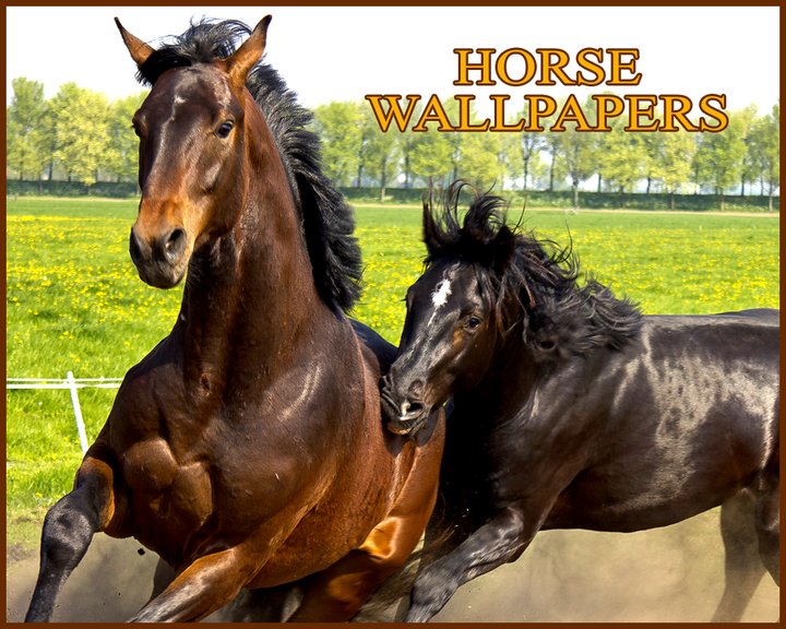 Horse Wallpapers HD Image