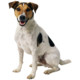 Dogs Guide Icon Image