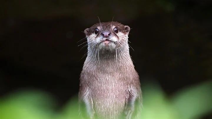 Otters Image
