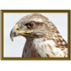 Hawk Matching Icon Image