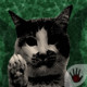 Cat Whistle Icon Image