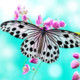 Butterfly Wallpaper Lite Icon Image