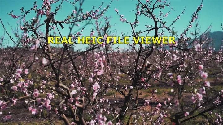 Real HEIC File Viewer