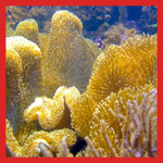 Coral Reefs Wallpapers