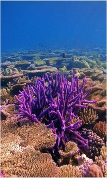 Coral Reefs Wallpapers Screenshot Image