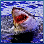 Shark Attack Beach Survival 3D 1.0.0.0 for Windows Phone