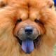 Dog Breed Wallpapers Icon Image