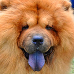 Dog Breed Wallpapers Image