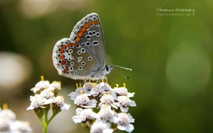 Butterflies of Germany by Thomas Freiberg Image