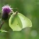 Butterflies of Germany by Thomas Freiberg Icon Image