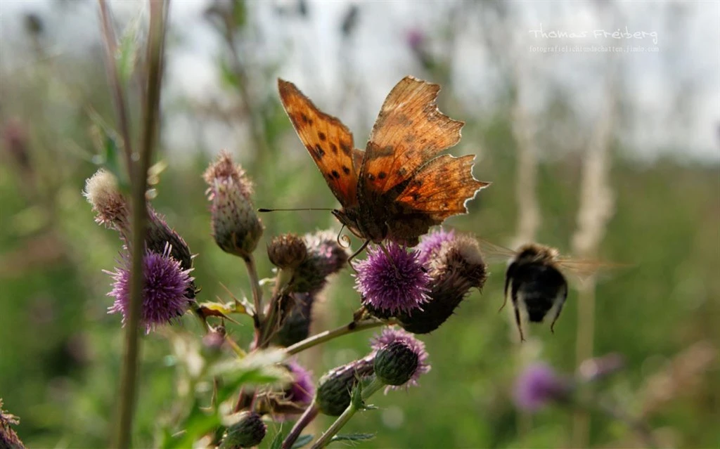 Butterflies of Germany by Thomas Freiberg Screenshot Image #2
