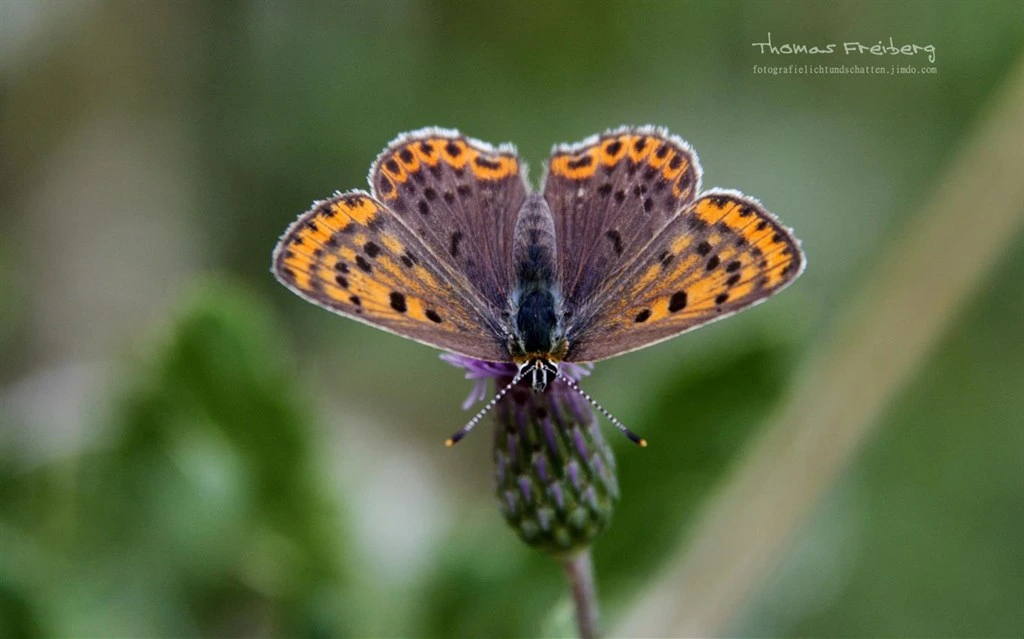 Butterflies of Germany by Thomas Freiberg Screenshot Image #3