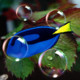 3D Aquarium8 Icon Image