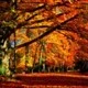 Autumn Colors Icon Image