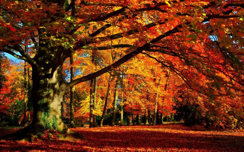 Autumn Colors Screenshot Image