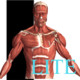 Visual Anatomy Lite Icon Image