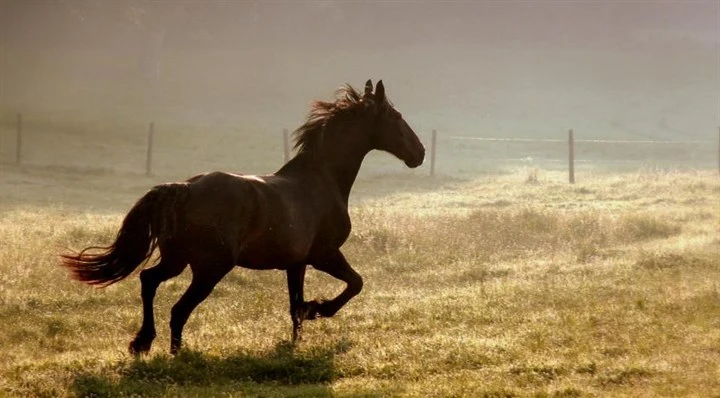 Horse Explorer Image