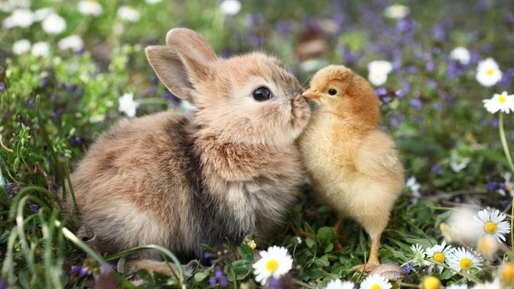 Chicks and Bunnies Image