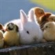 Chicks and Bunnies Icon Image